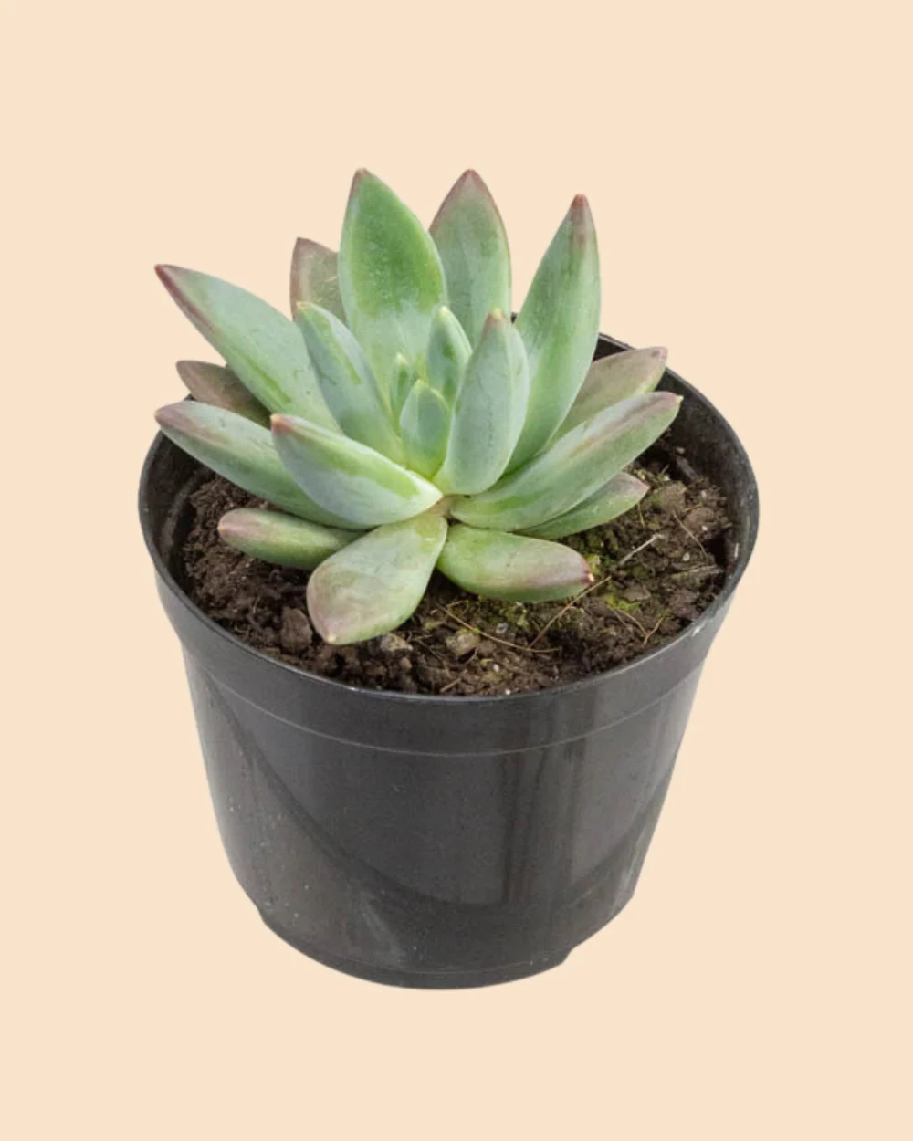 Birthday Bliss - Image 4